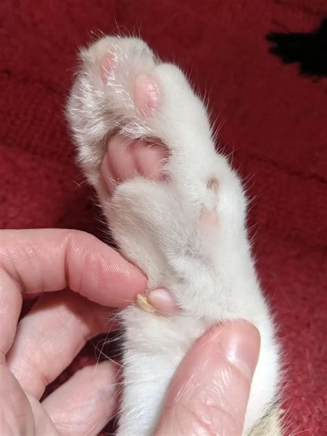 cat horned paw|abnormal growth on cat's paw.